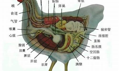 马腿上有鸡蛋和一只鸡猜成语_一匹马和一只